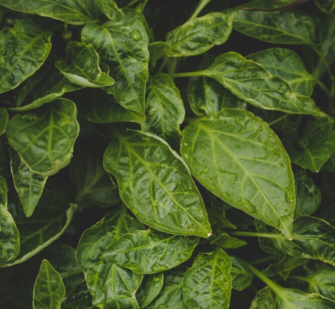 A diet rich in leafy greens can help with perimenopause.
